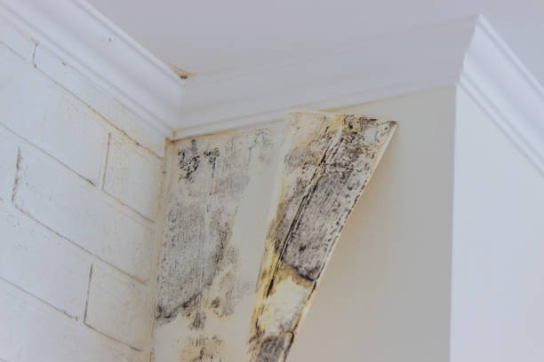  Saginaw, TX Mold Removal Pros